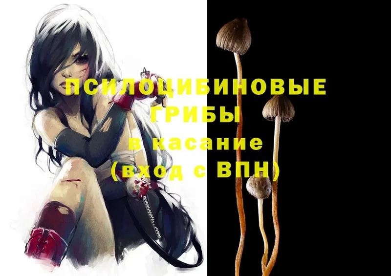 Галлюциногенные грибы Psilocybe  Саратов 